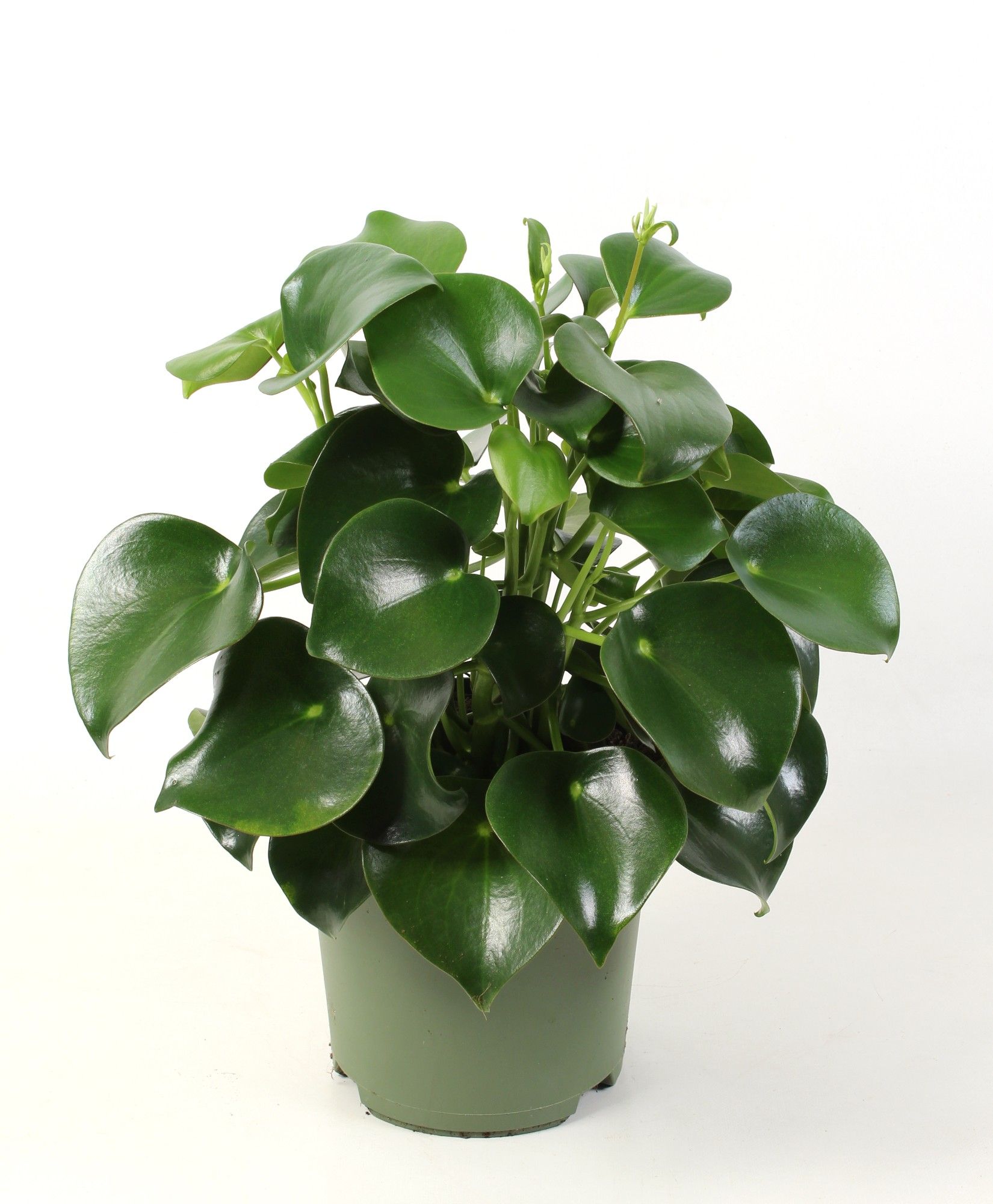 Peperomia polybotrya Raindrop', D 21