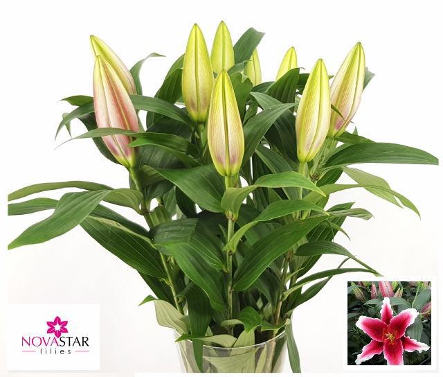 Лилия Кинг Соломон 50, шт.