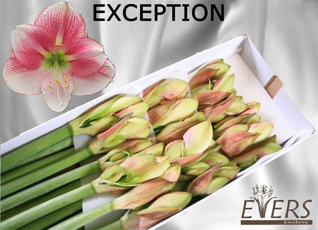 Амарилис Эксепшен (красно-бел.) x18, шт.