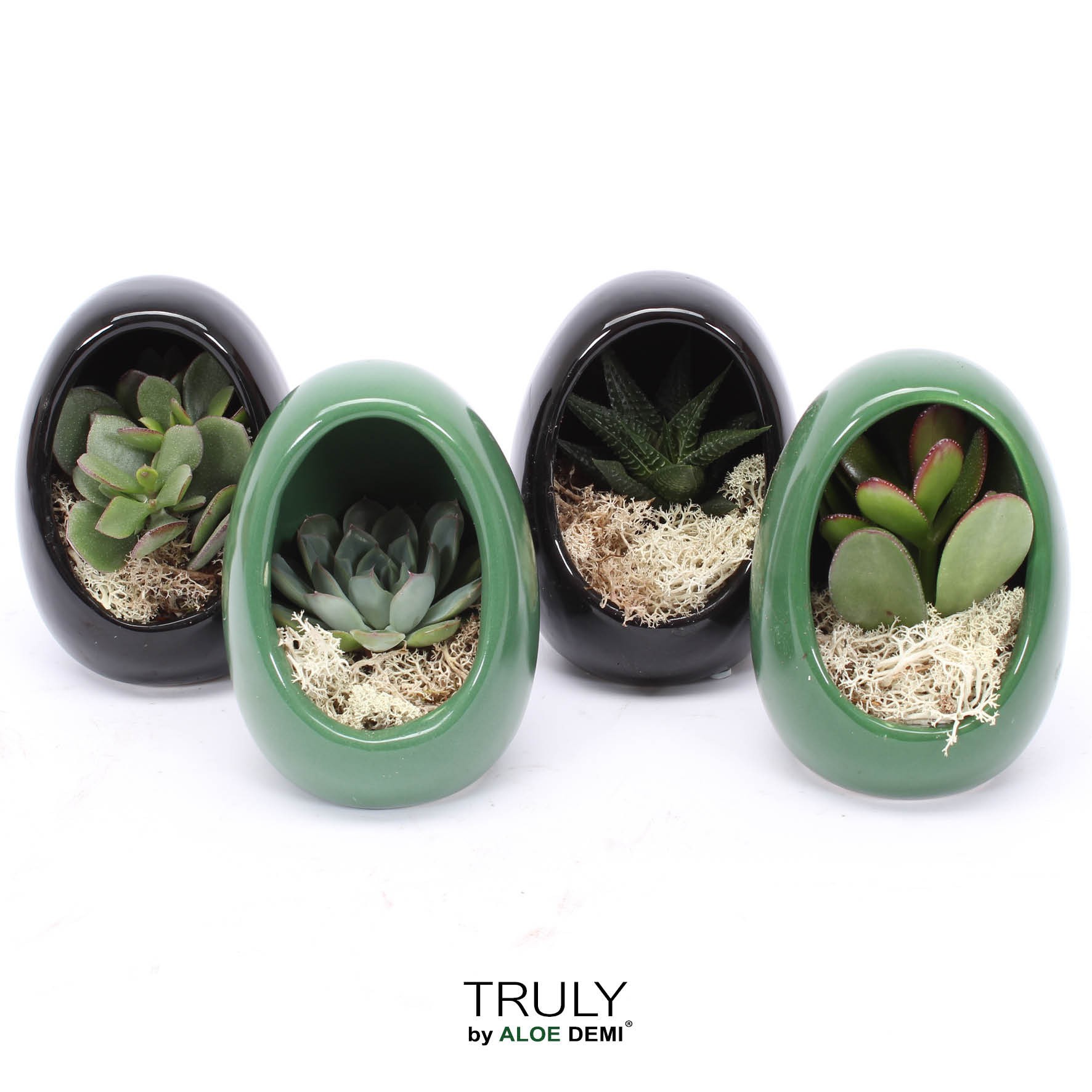 TRULY Succulent, Egg Colour mix, D 10