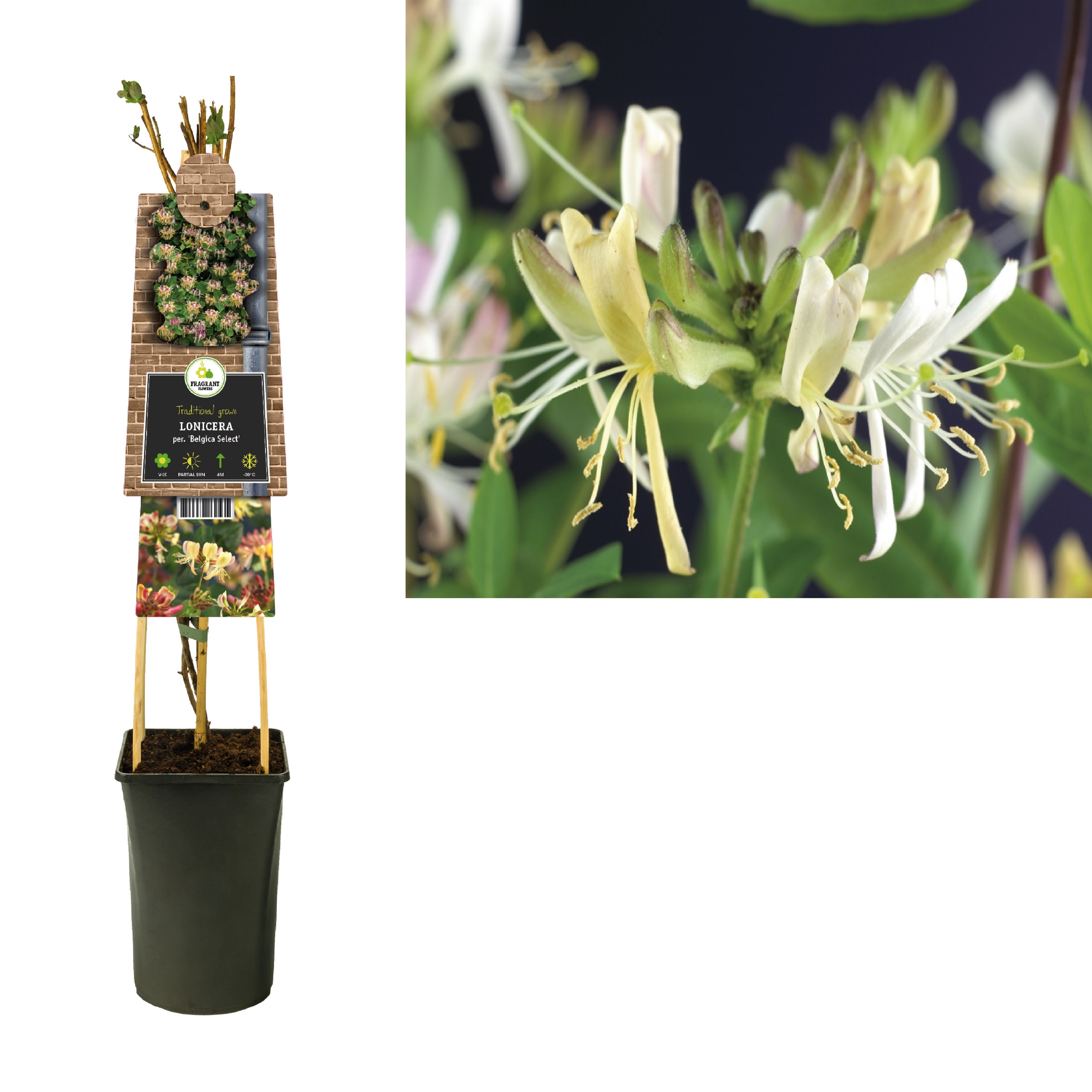 Lonicera per. 'Belgica Select' +3.0 label, D 17