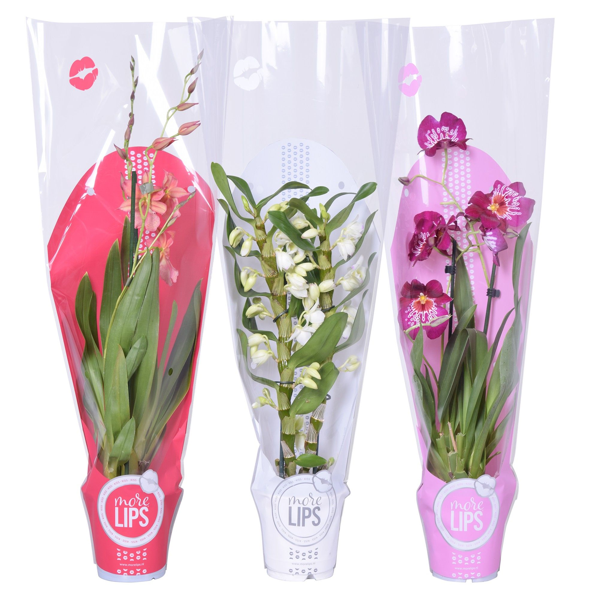 MoreLIPS® Valentine / Women's day mix 2 tak met rode, witte en roze showhoes, D 12