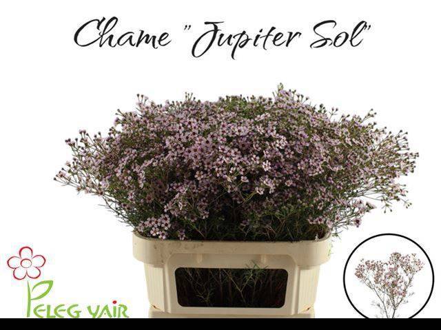 Шамелациум Юпитер Солар 80, шт.