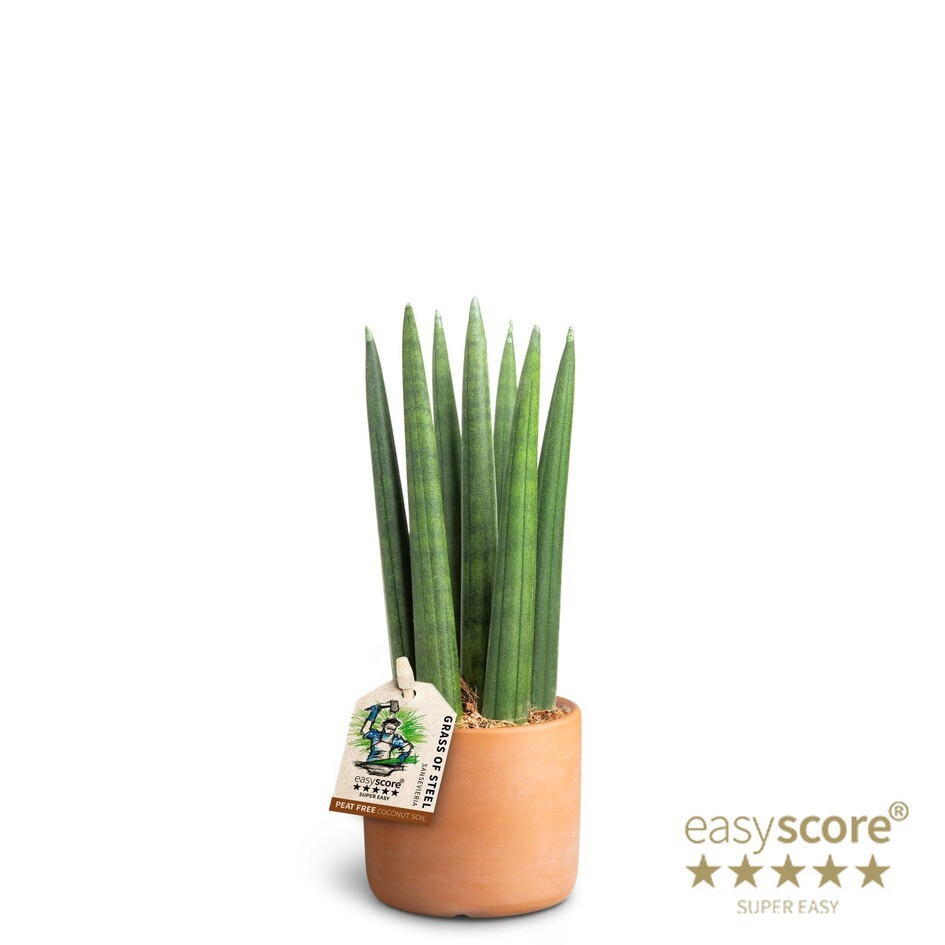 SANSEVIERIA CYLINDRICA 40631759 Raw Terracota Straight, D 7 cm