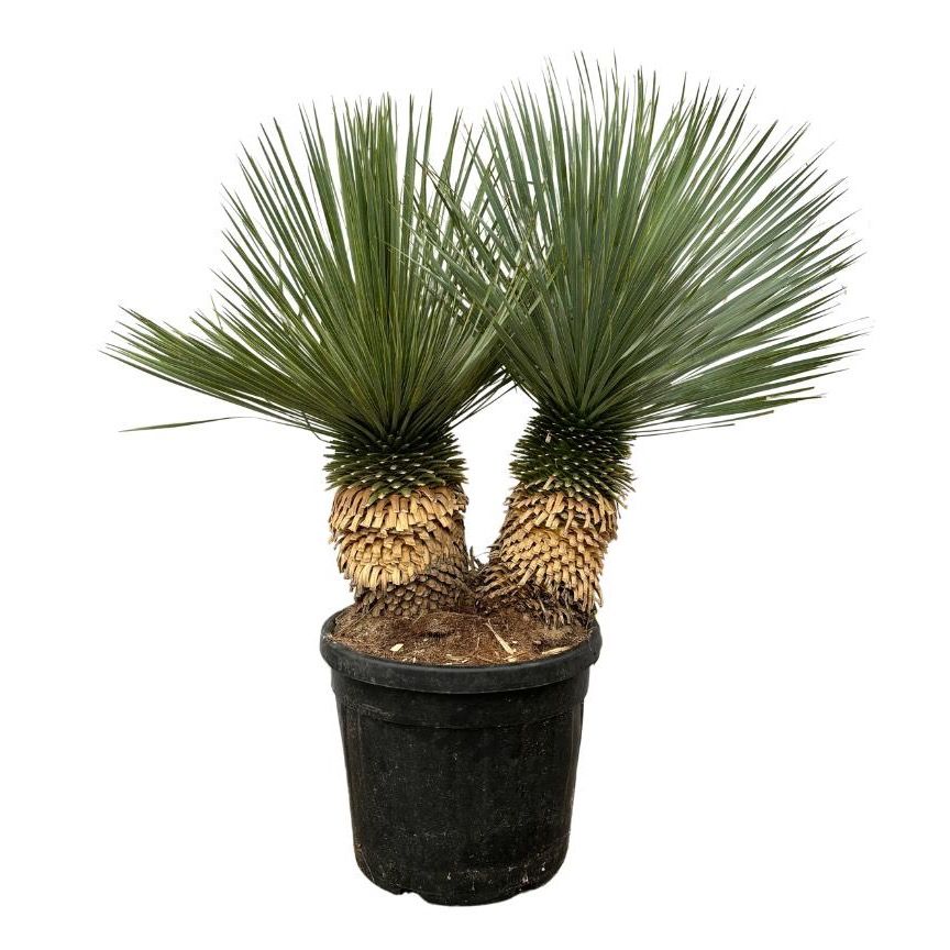 Yucca Rostrata double stam - 120cm, D 50