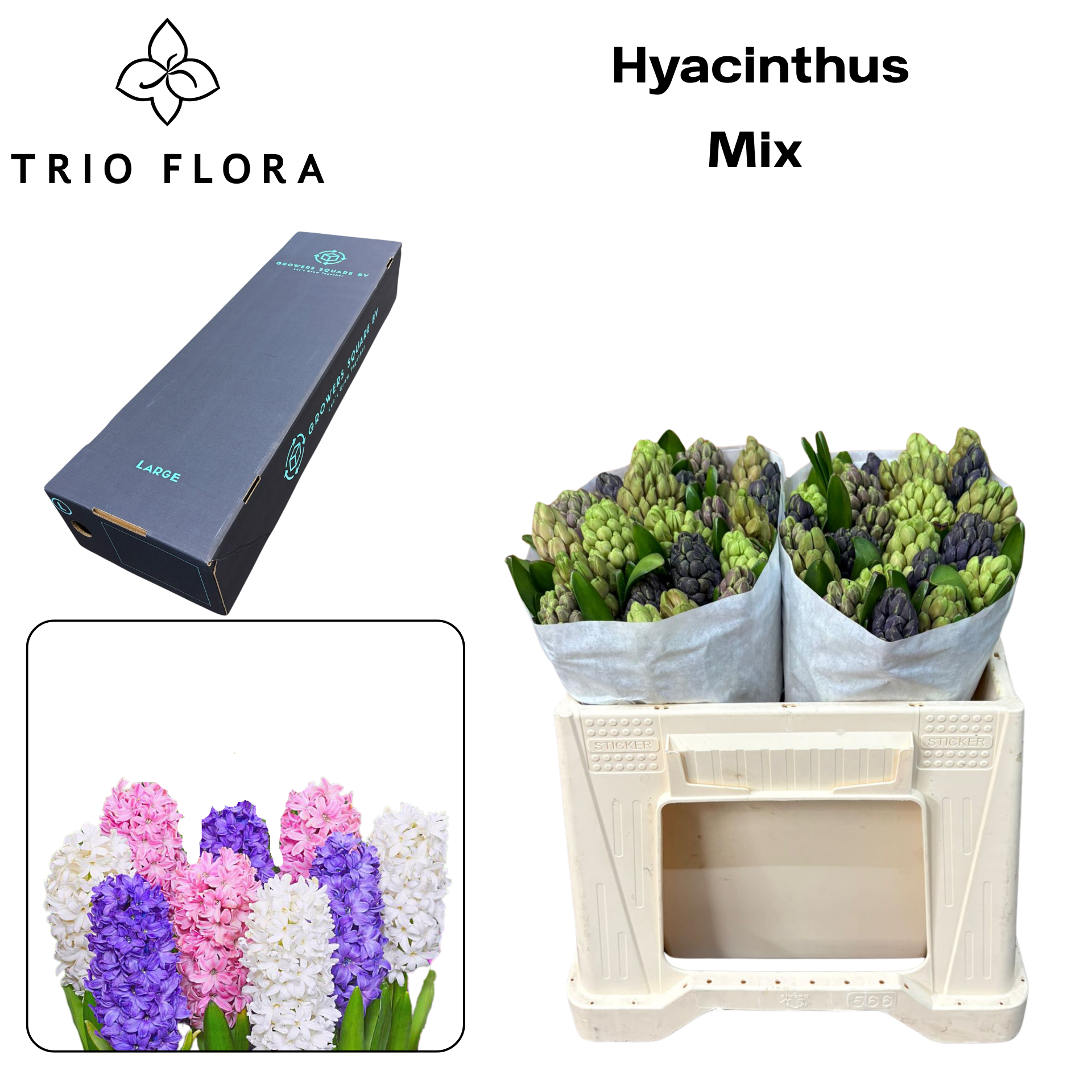 Гиацинт Микс 5 цветов, шт.