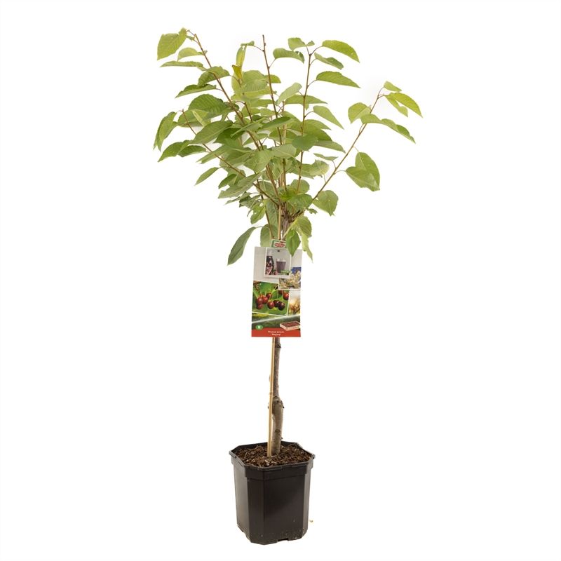 Prunus avium Regina laagstam Zoete kers, D 24
