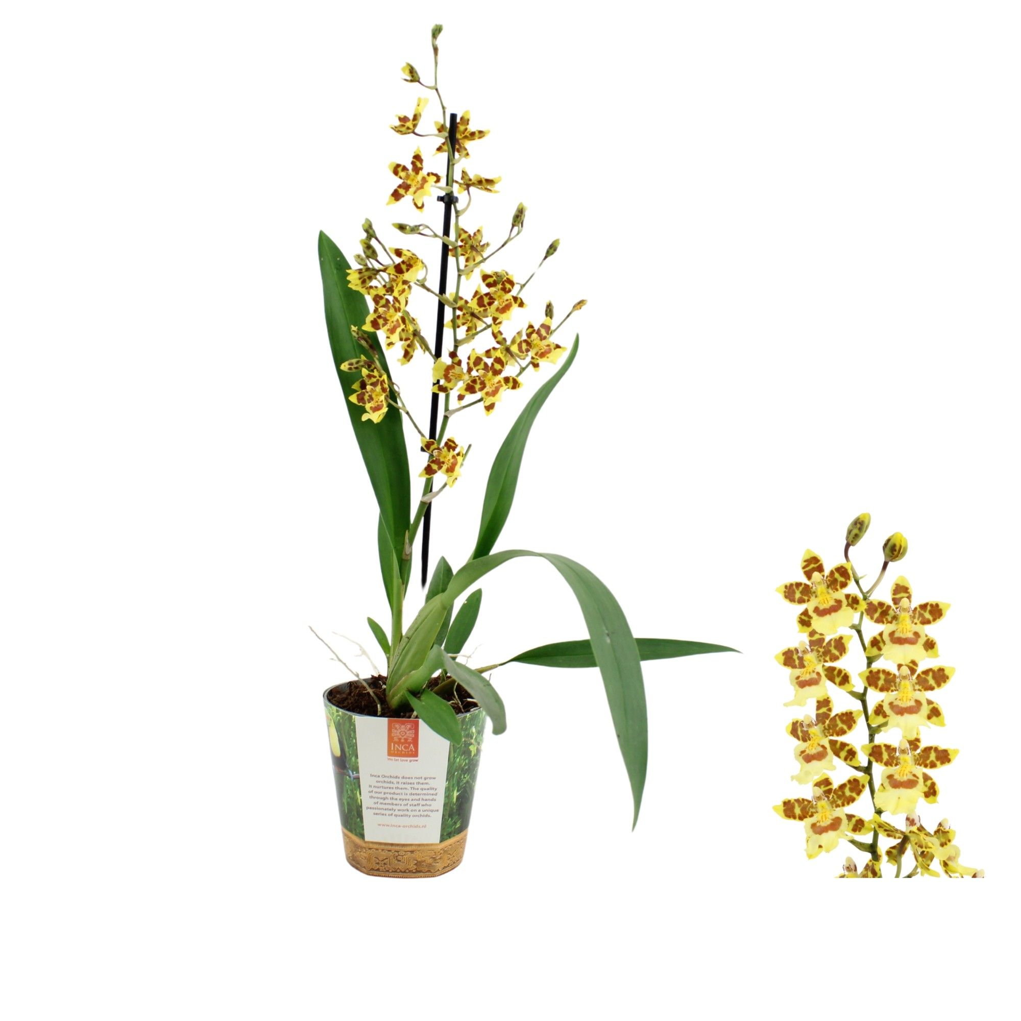 Inca Cambria Pacific Sunset 1 spike in Jungle cover, D 12 cm