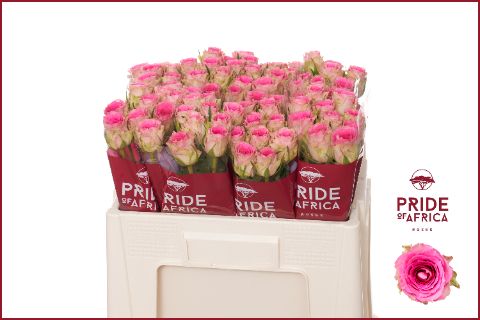 Роза од. Таймс Сквер 50, шт.