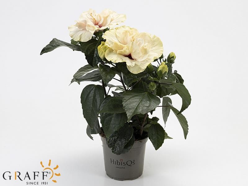 HIBISCUS ROSA SINENSIS 'White', D 13