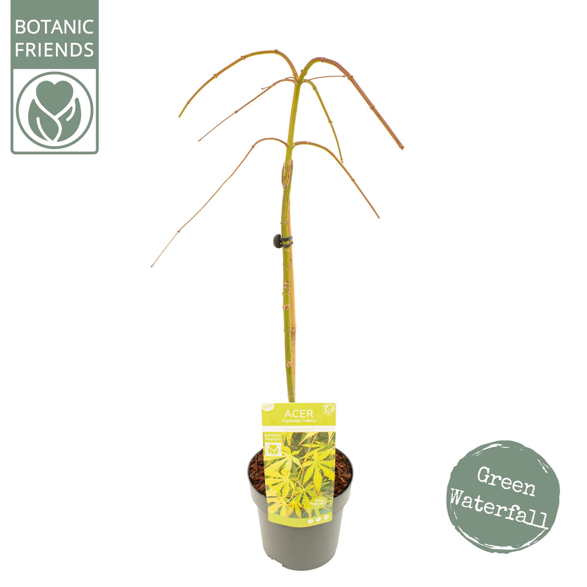 Acer palm. 'Cascade Emerald' ®, D 19