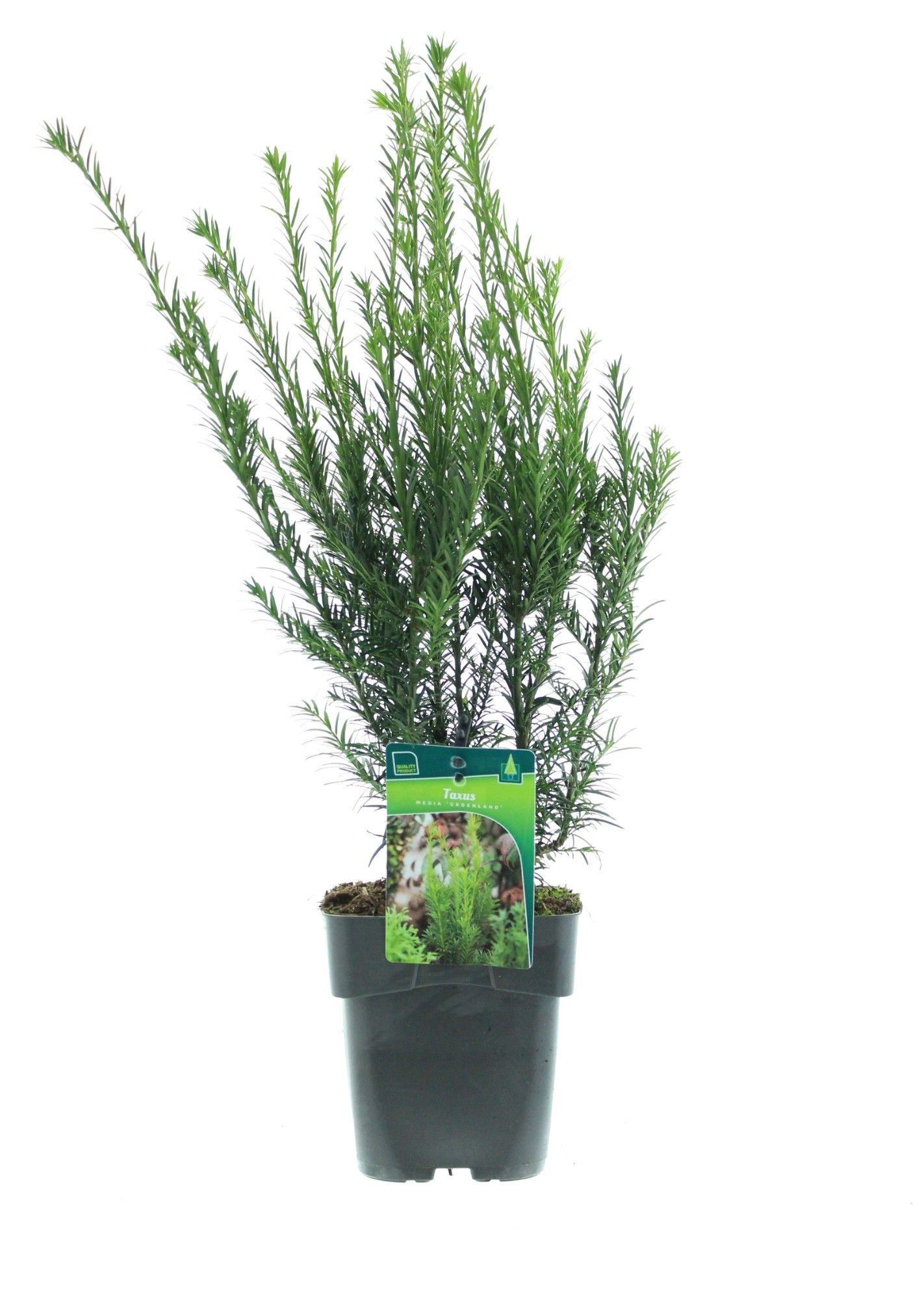 Taxus media 'Groenland', D 17