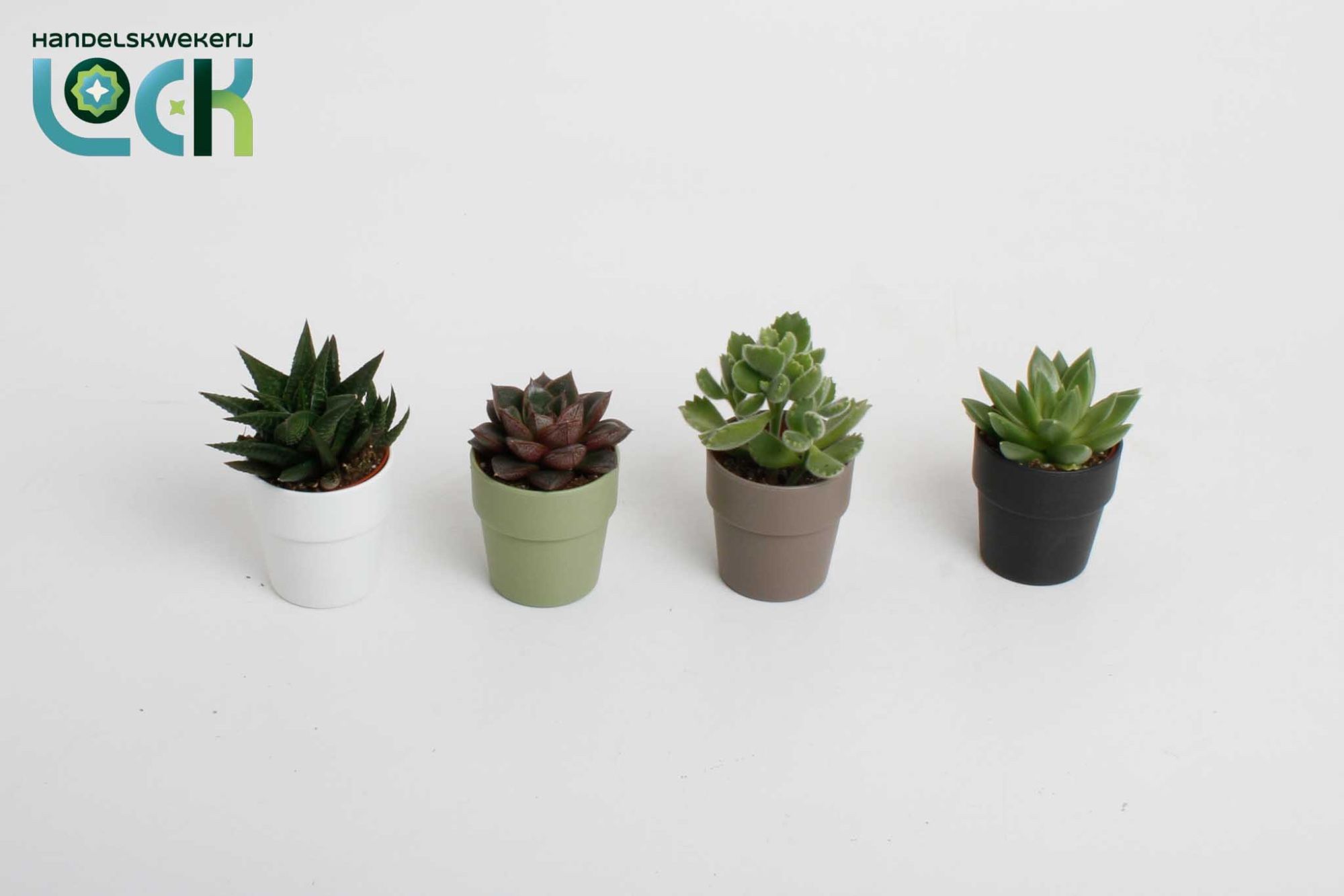 Succulenten in Sven kleuren mix, D 5,5