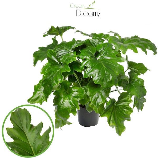 Philodendron Selloum, D 29 cm