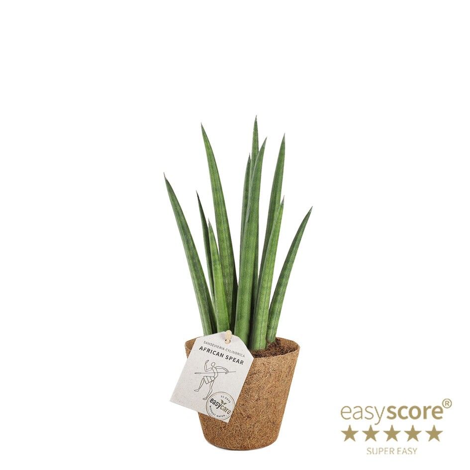 Sansevieria cylindrica ´Rocket´ - COCOZ, D 9 cm