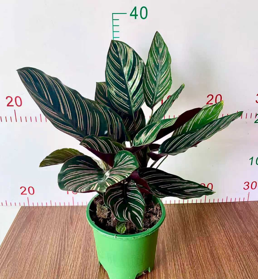 Калатея Галлон Базин Дабл Лине 14 40