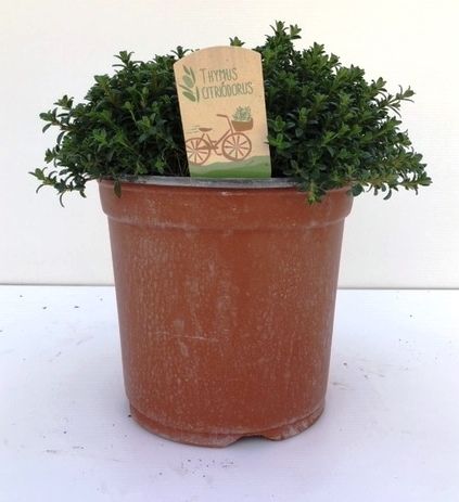 Thymus citriodorus, D 18