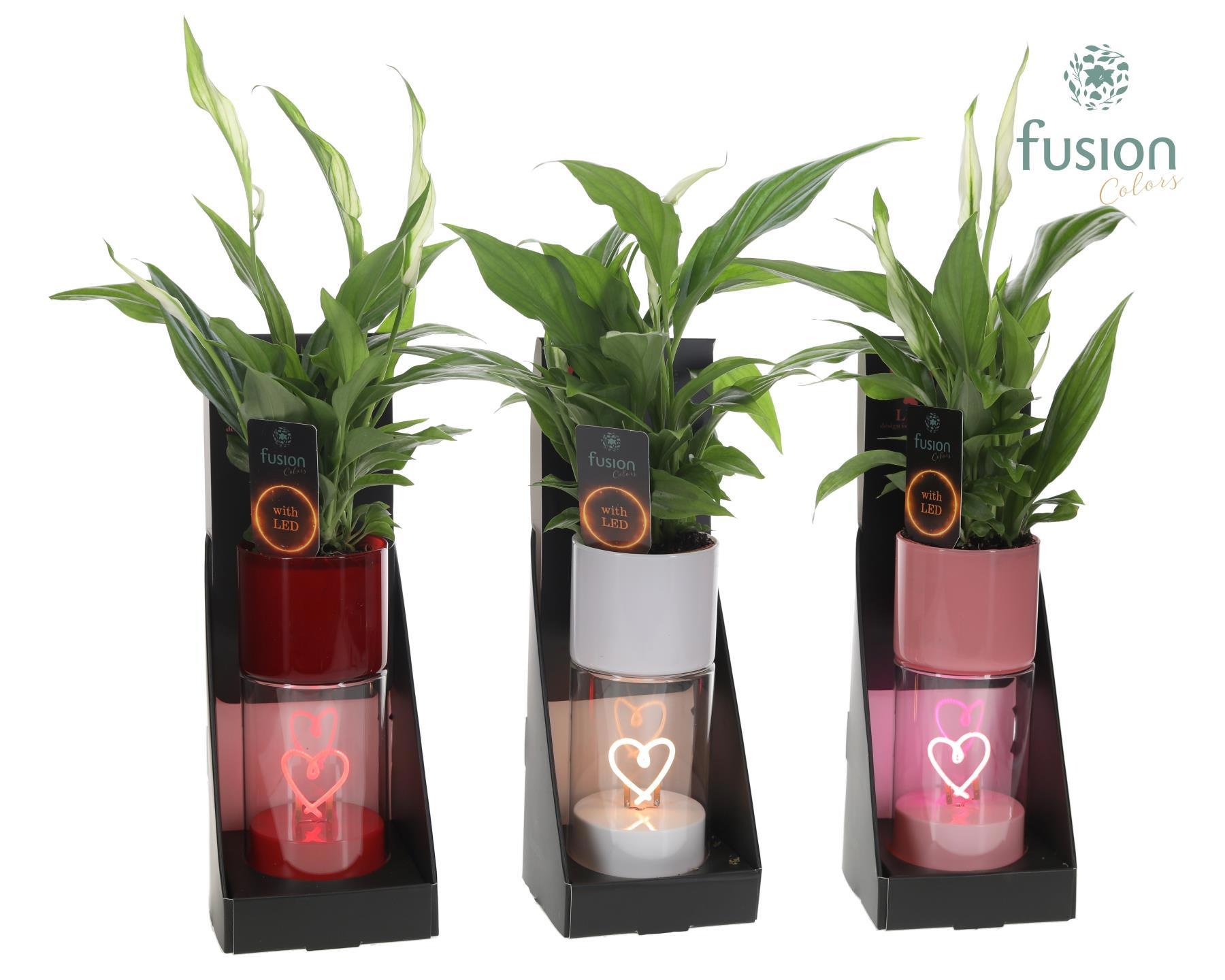 LEDhartlicht planter met Spathiphyllum, D 7