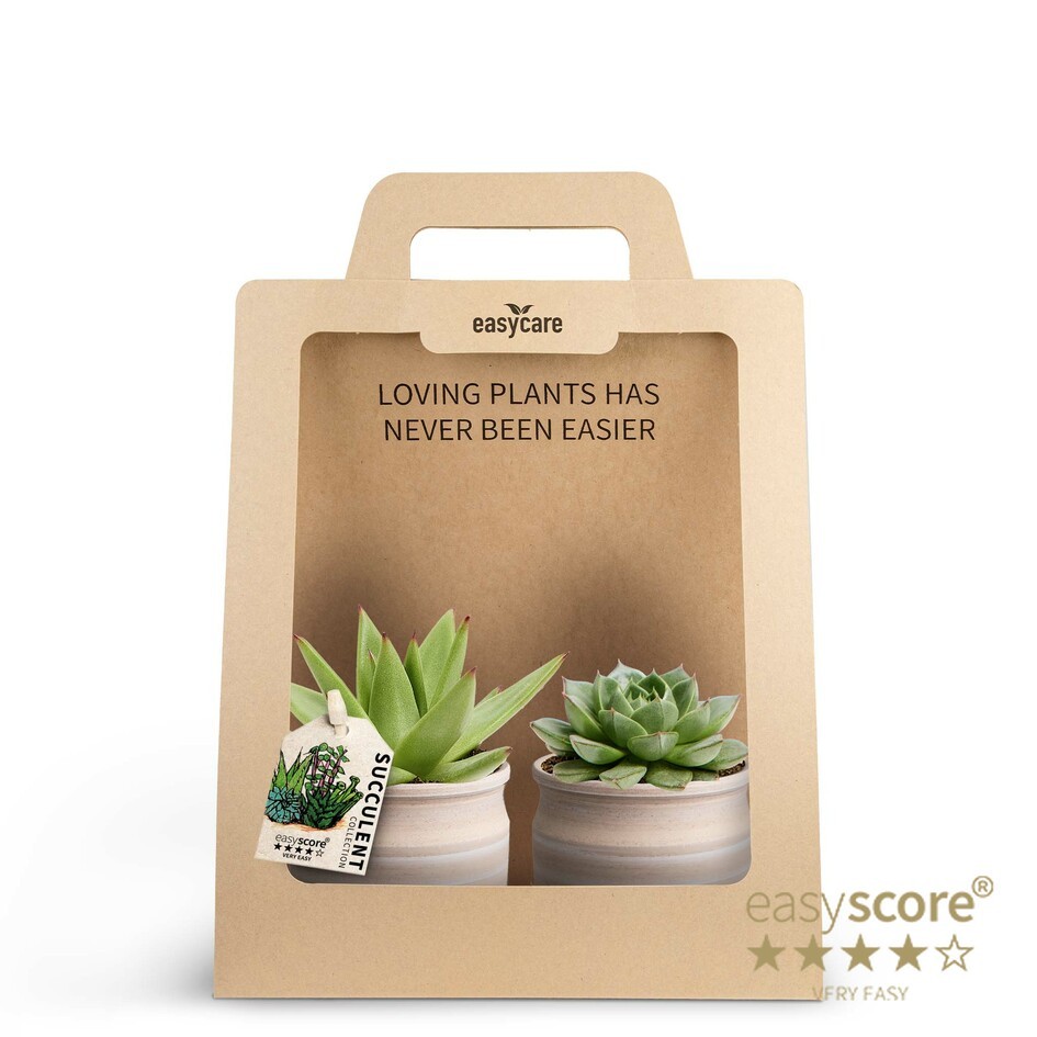 2-Pack Maceta, Echeveria, D 7