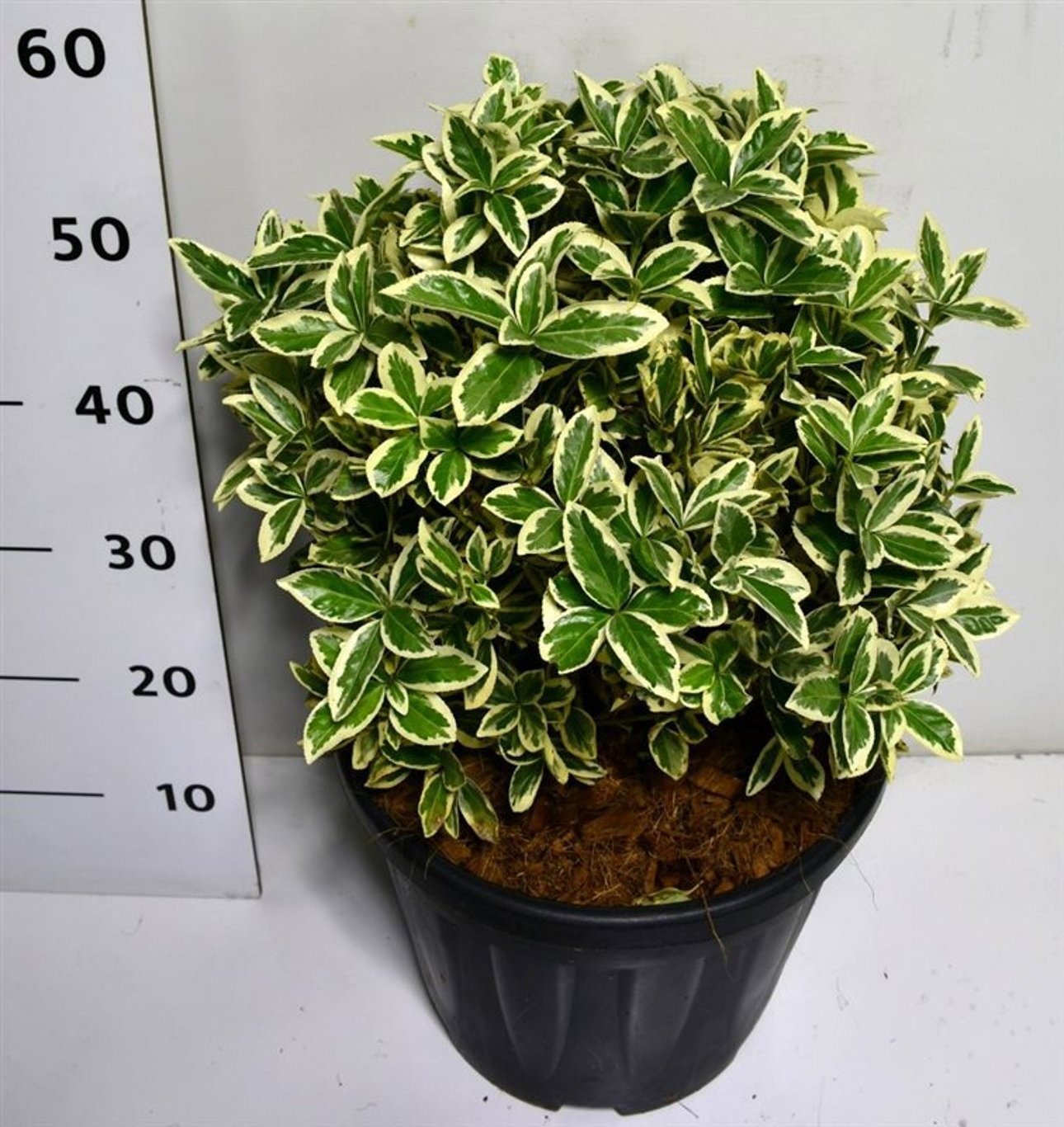 Euonymus jap. 'Bravo', D 32