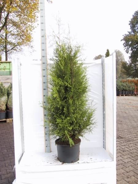 Thuja occidentalis 'Brabant', D 32 cm Thuja occidentalis 'Brabant', D 32 cm