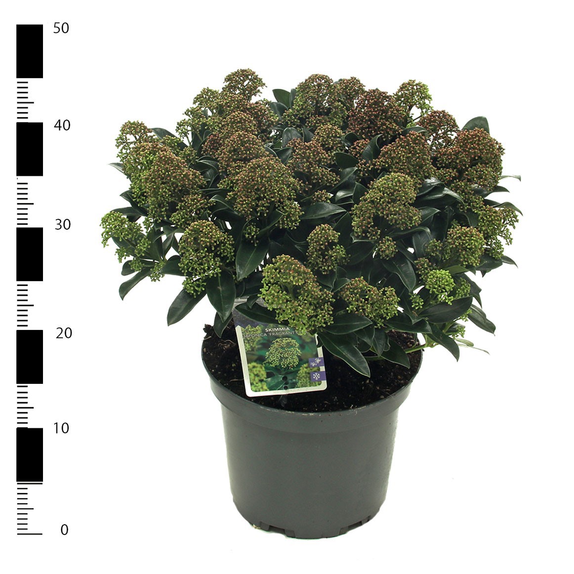 Skimmia jap. 'Fragrant Cloud', D 23