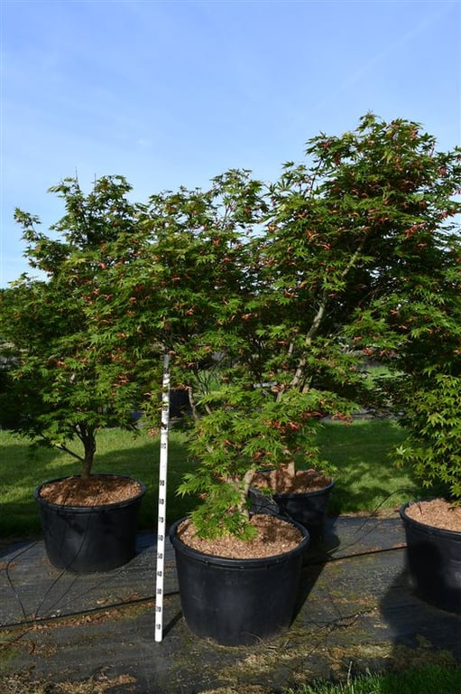 Acer pal. 'Autumn Red', D 80