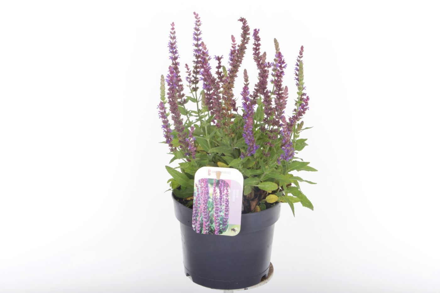 Salvia nemorosa Ostfriesland, D 17 cm