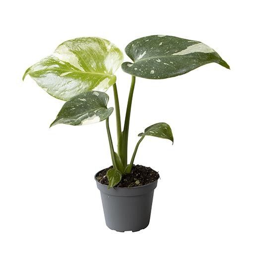 MONSTERA DELICIOSA 'Thai Constellati', D 6
