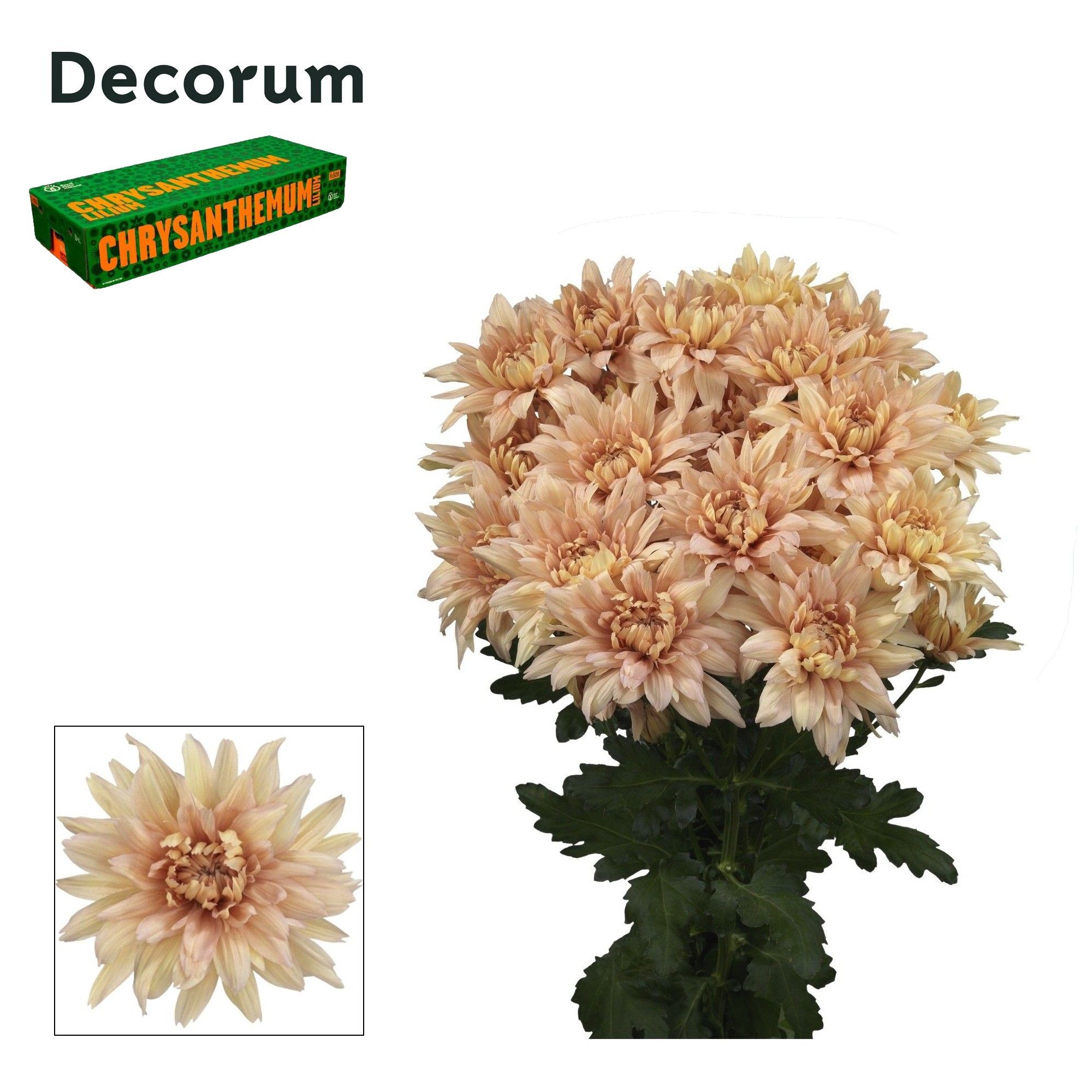 Хризантема куст. Калимба Салмон 70, шт.