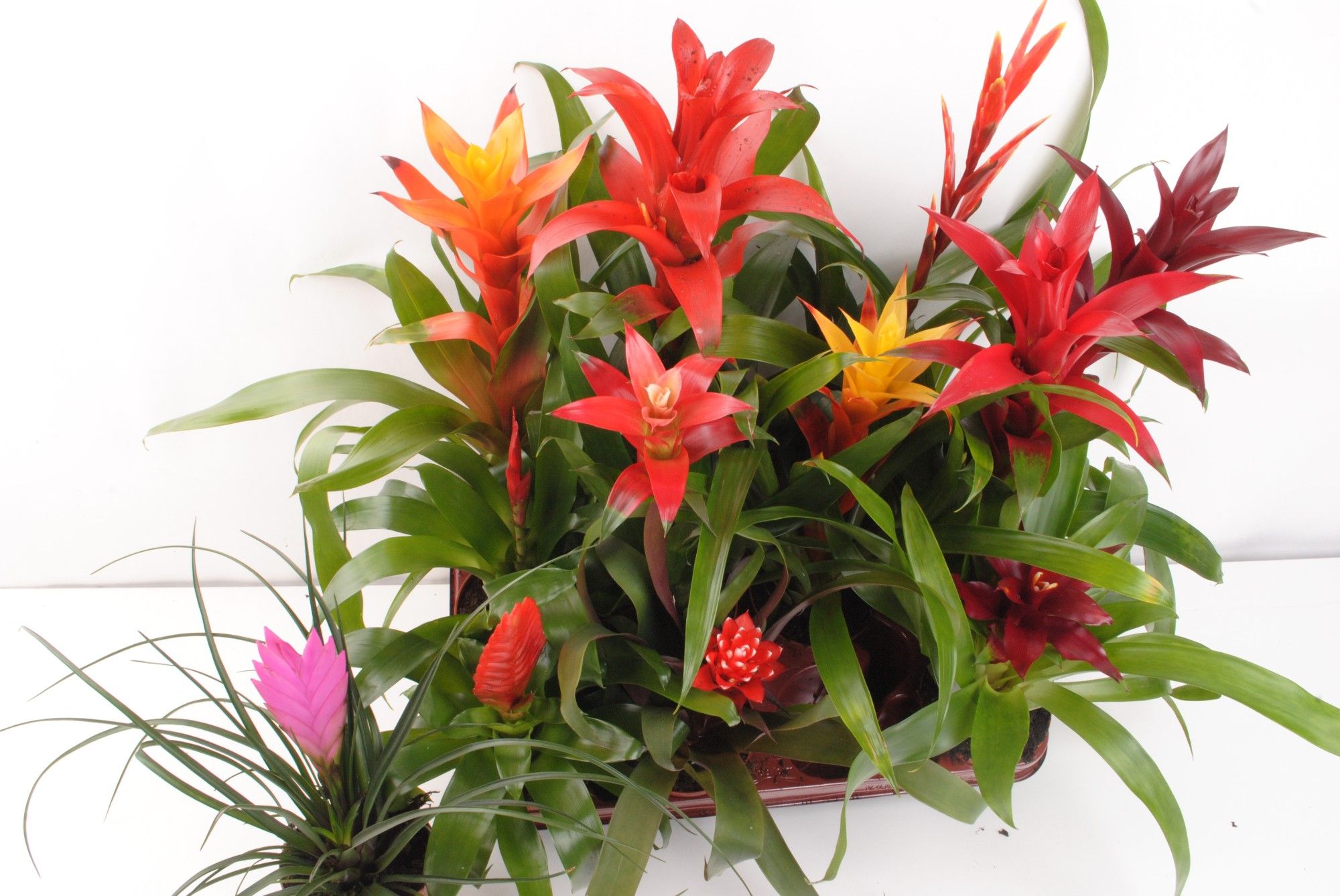 Bromelia mix, D 9