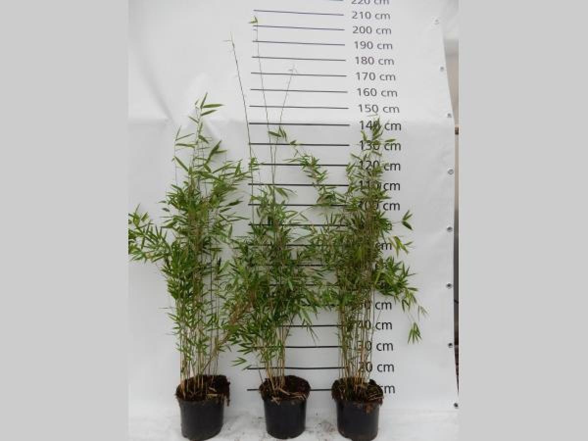 Fargesia 'Obelisk', D 23