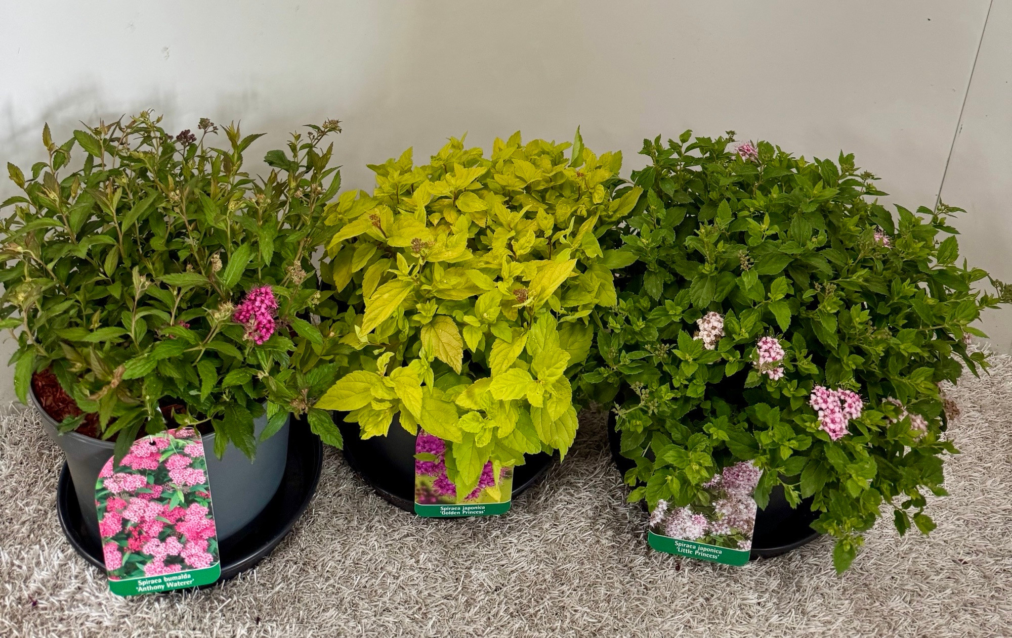 Spiraea japonica in Sorten, D 19