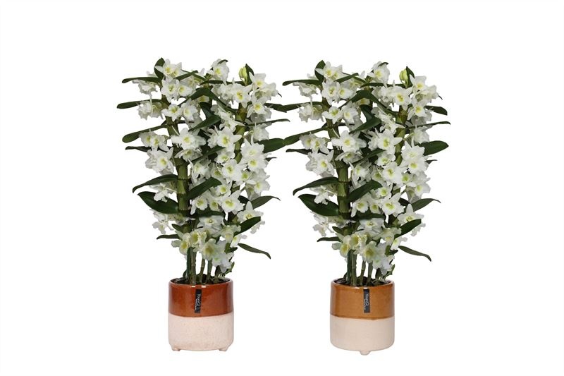 Stoneware p12 Gabby Dendr Nobile Apollon 3T24+tros regular, D 12 cm