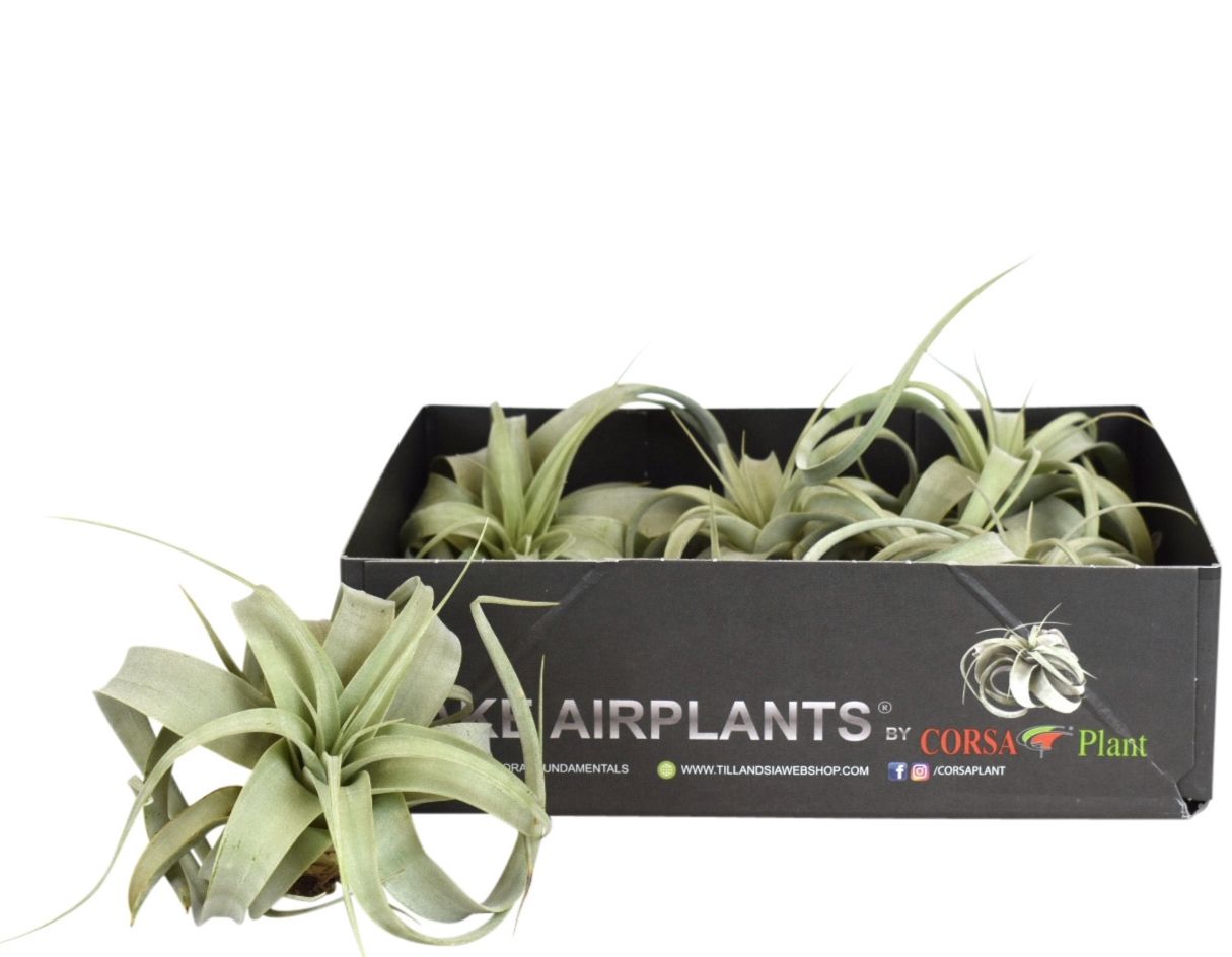 Tillandsia xerographica bonsai x5, D 7