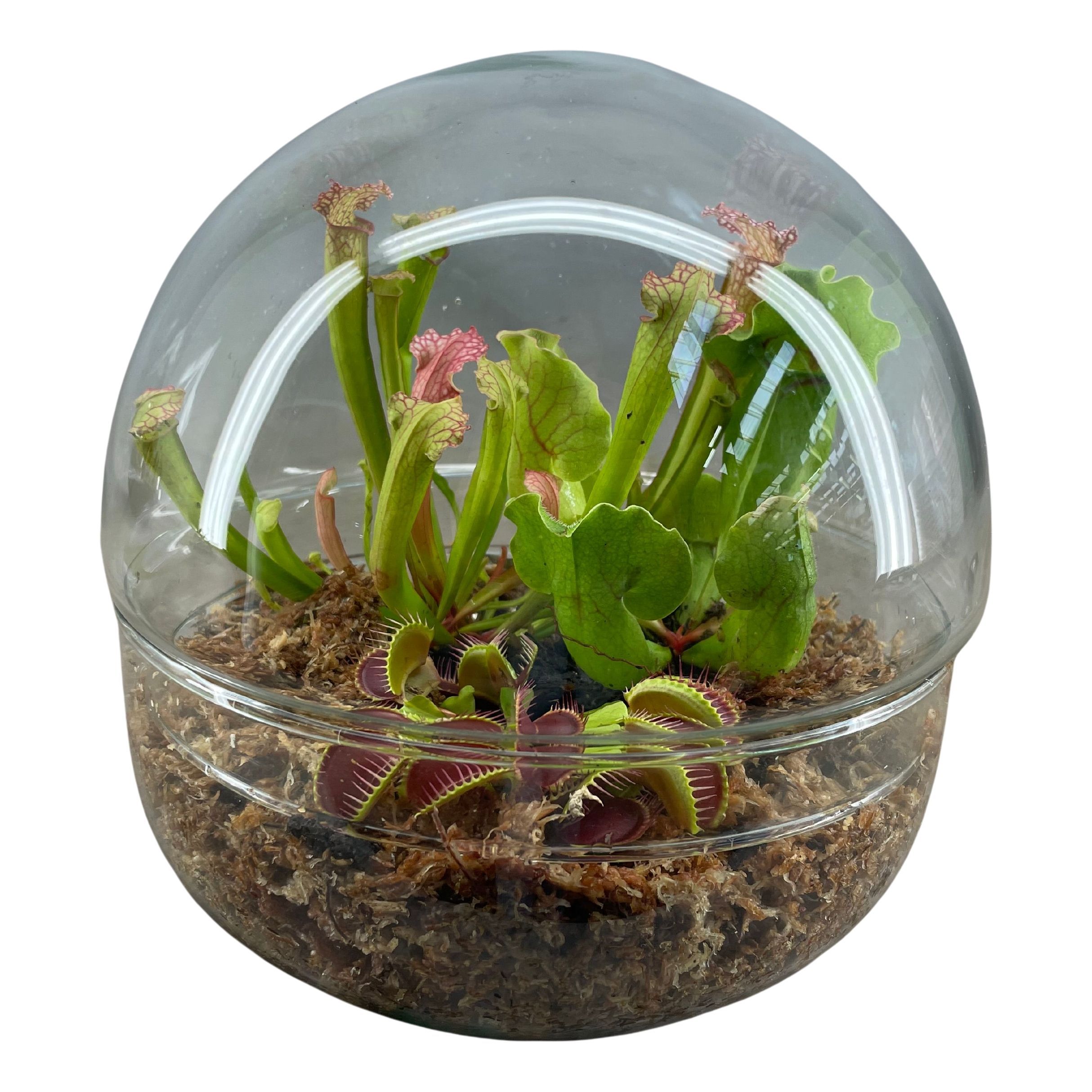 Vleesetende planten in 2-delig terrarium bol XL, D 20