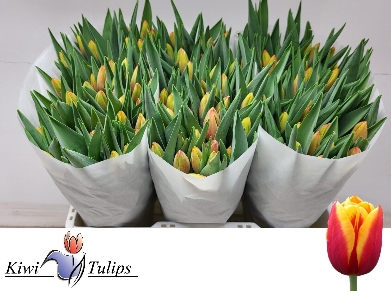 Тюльпан од. Дэнмарк (красно-желт.), шт.