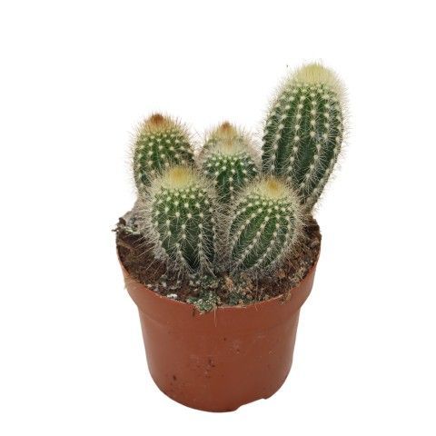 Pilosocereus Chrysotele, D 12 cm