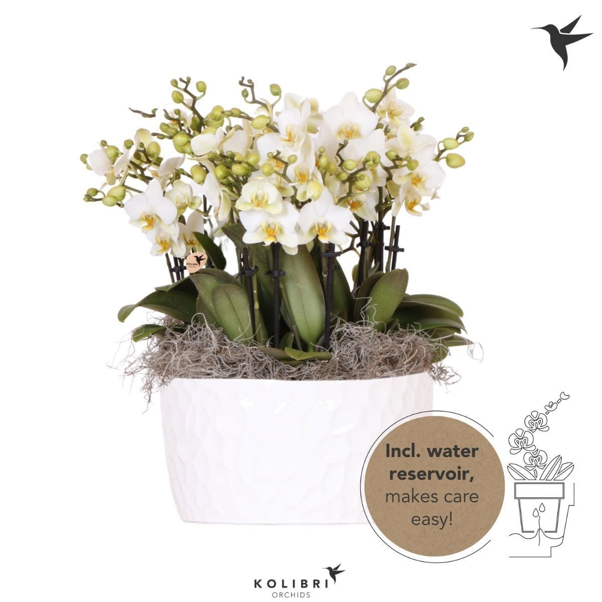 Kolibri Orchids Phalaenopsis Mono Bouquet Lausanne 15 spike in Honey dish with watering system, D 28