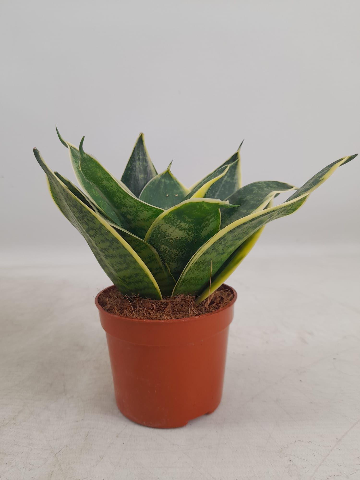Sansevieria Hahnii 9 cm Super Hahnii(Decorum), D 9
