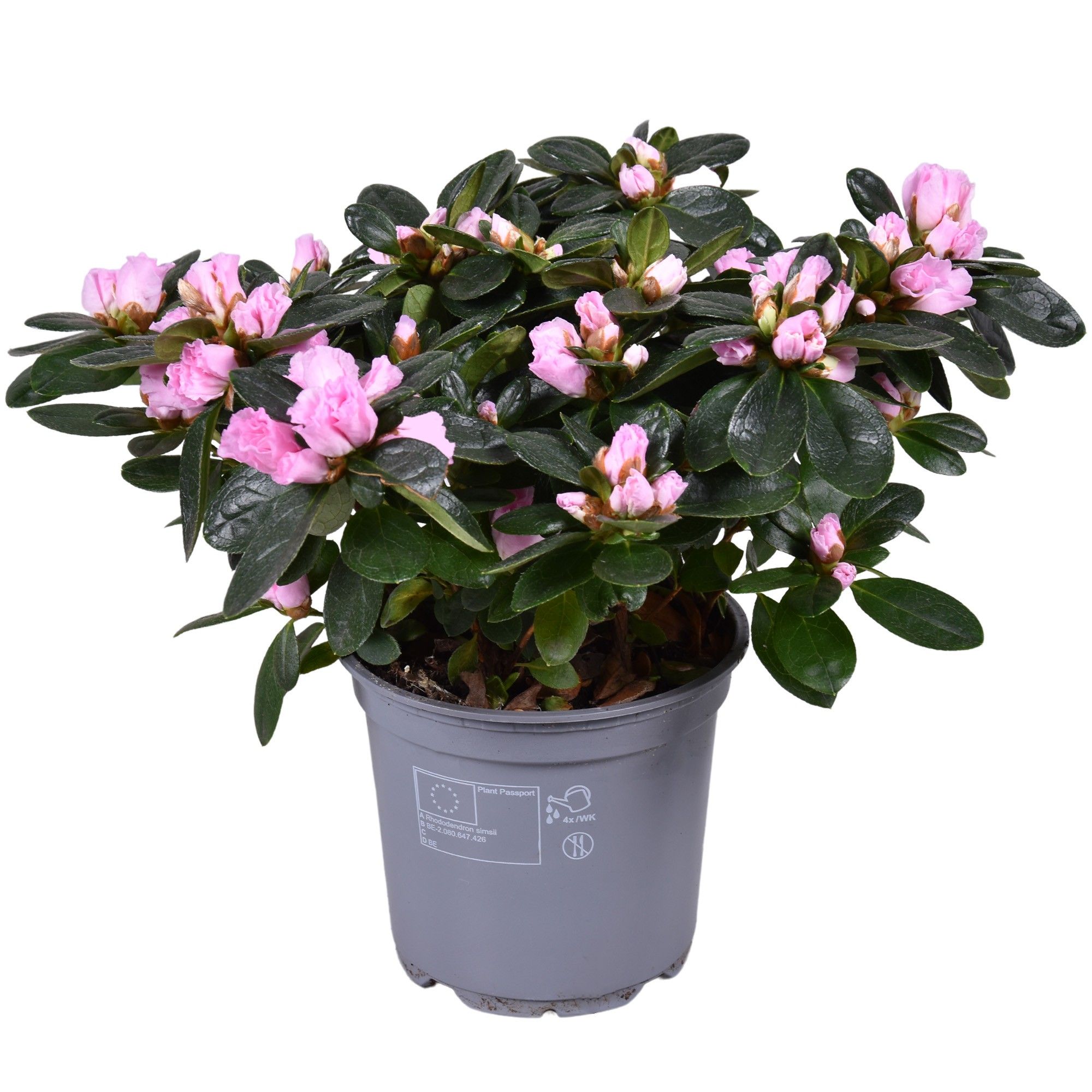 Azalea Vogel Roze 12 cm, D 12 cm