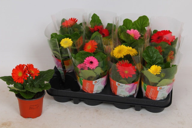 GER COLOURGAME GEM, D 9 cm