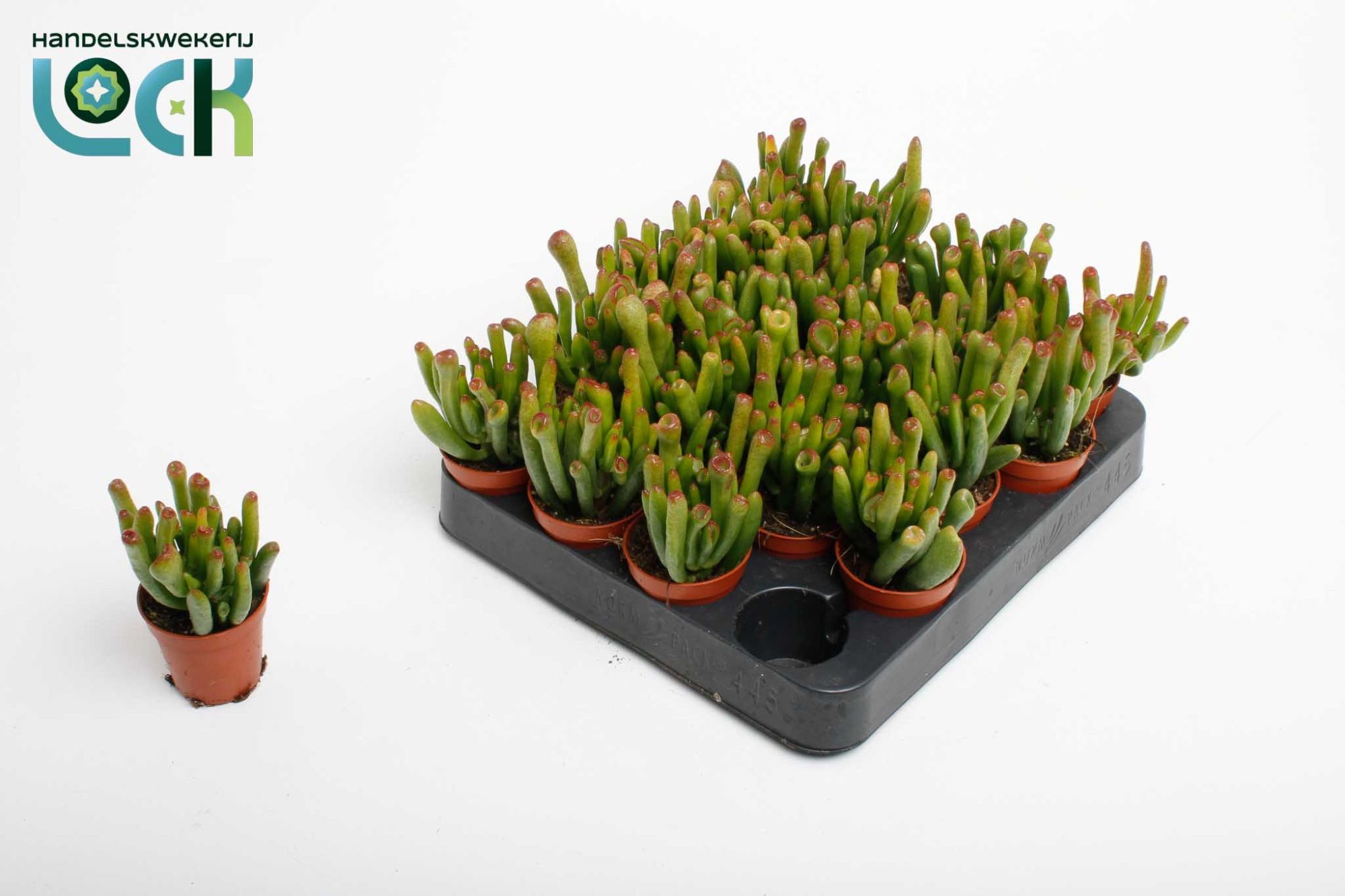 Crassula Horn Tree, D 5,5 cm