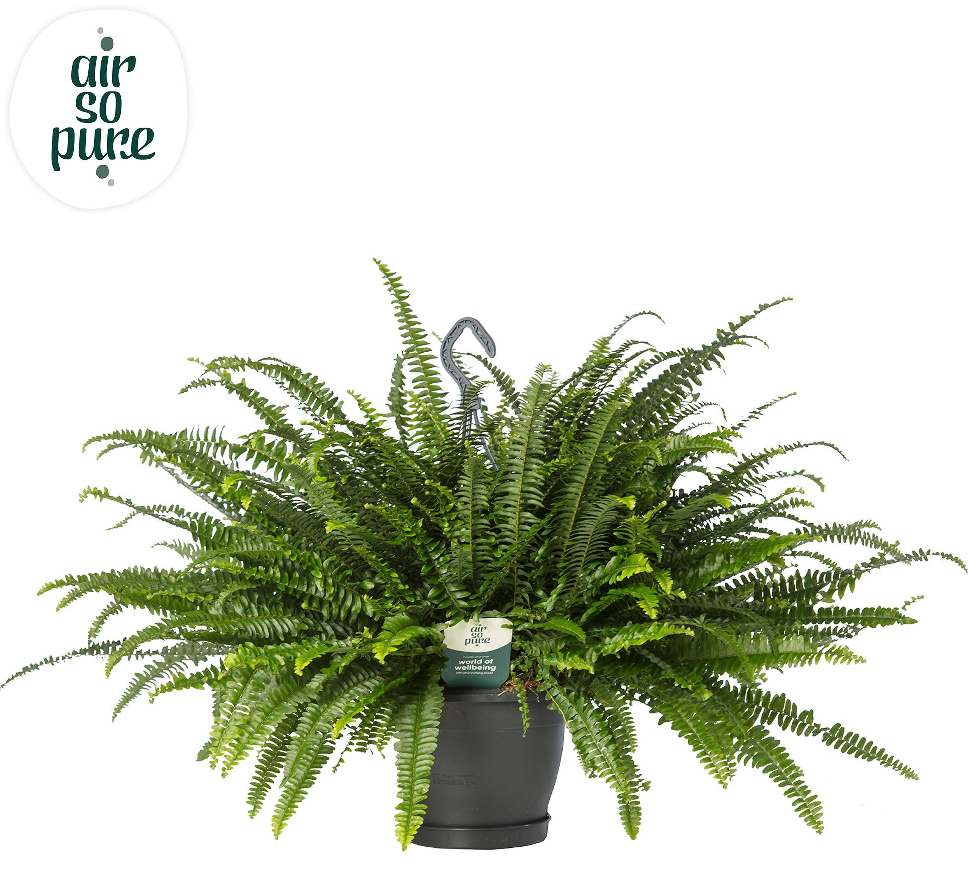 Nephrolepis Green Lady hangpot - Air So Pure, D 20