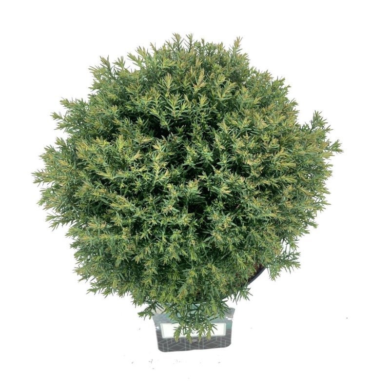Thuja occ. 'Teddy', D 18