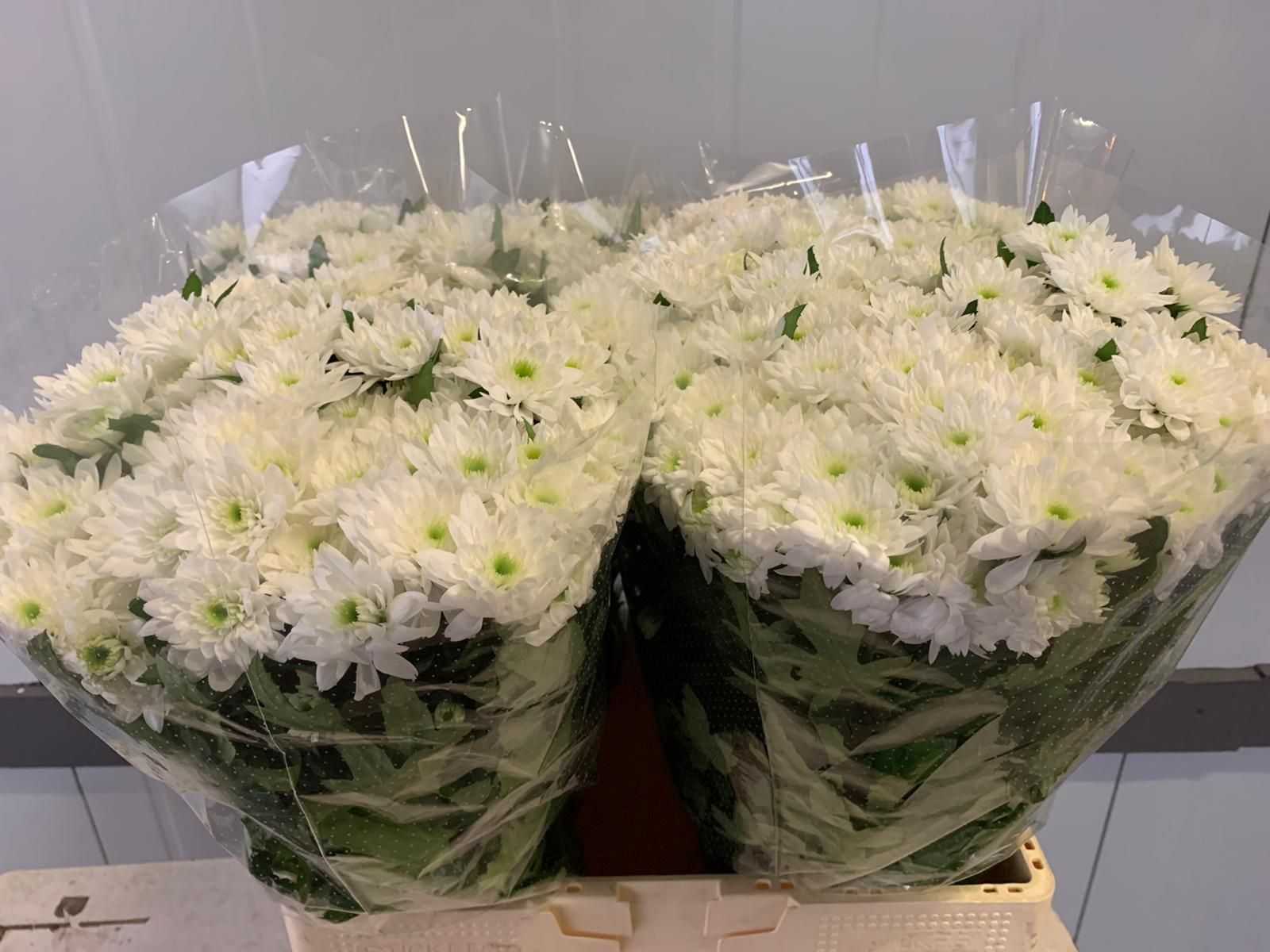 Хризантема куст. Балтика 60, шт.