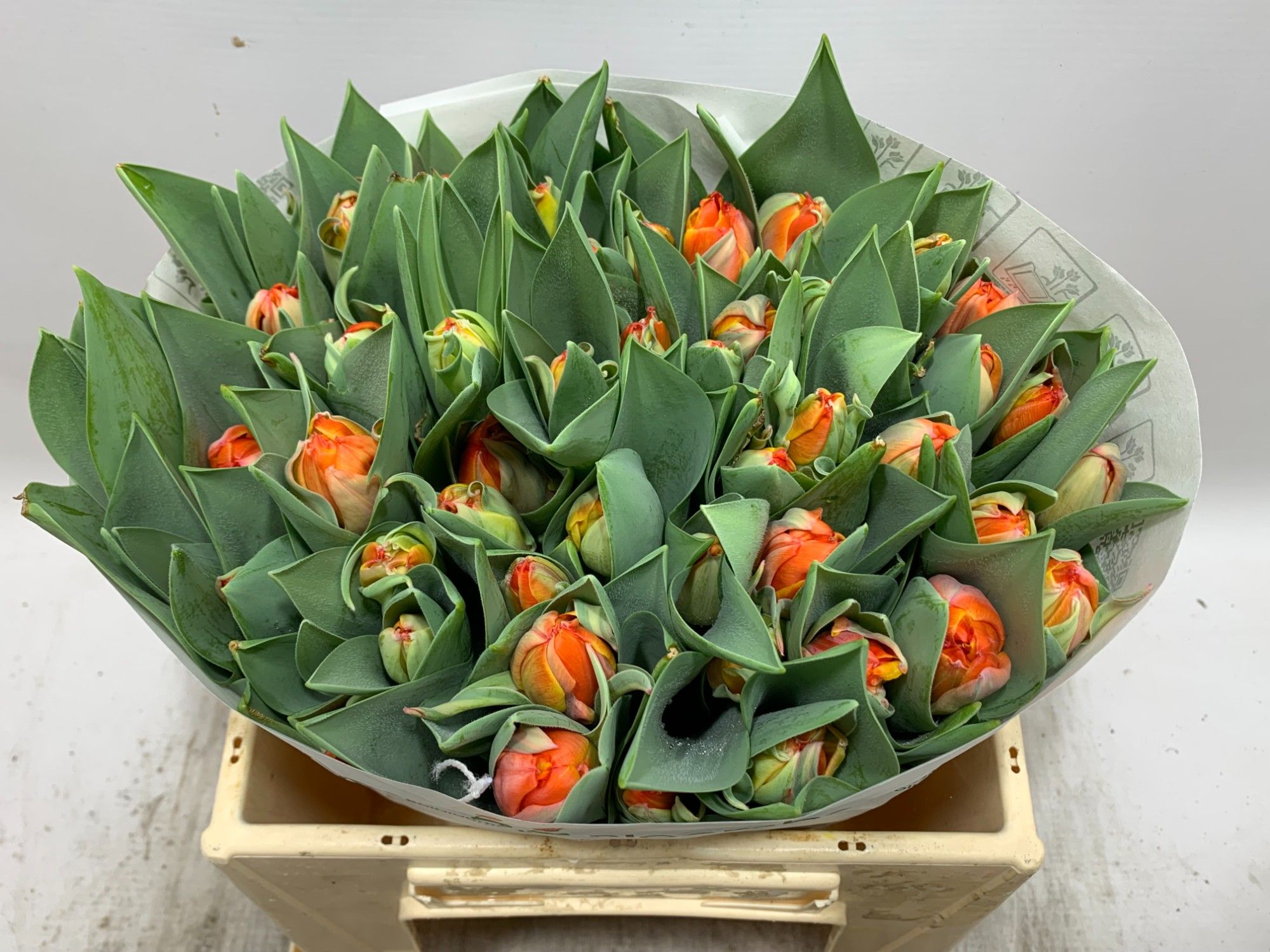 Тюльпан дв. Квинсдэй, шт.