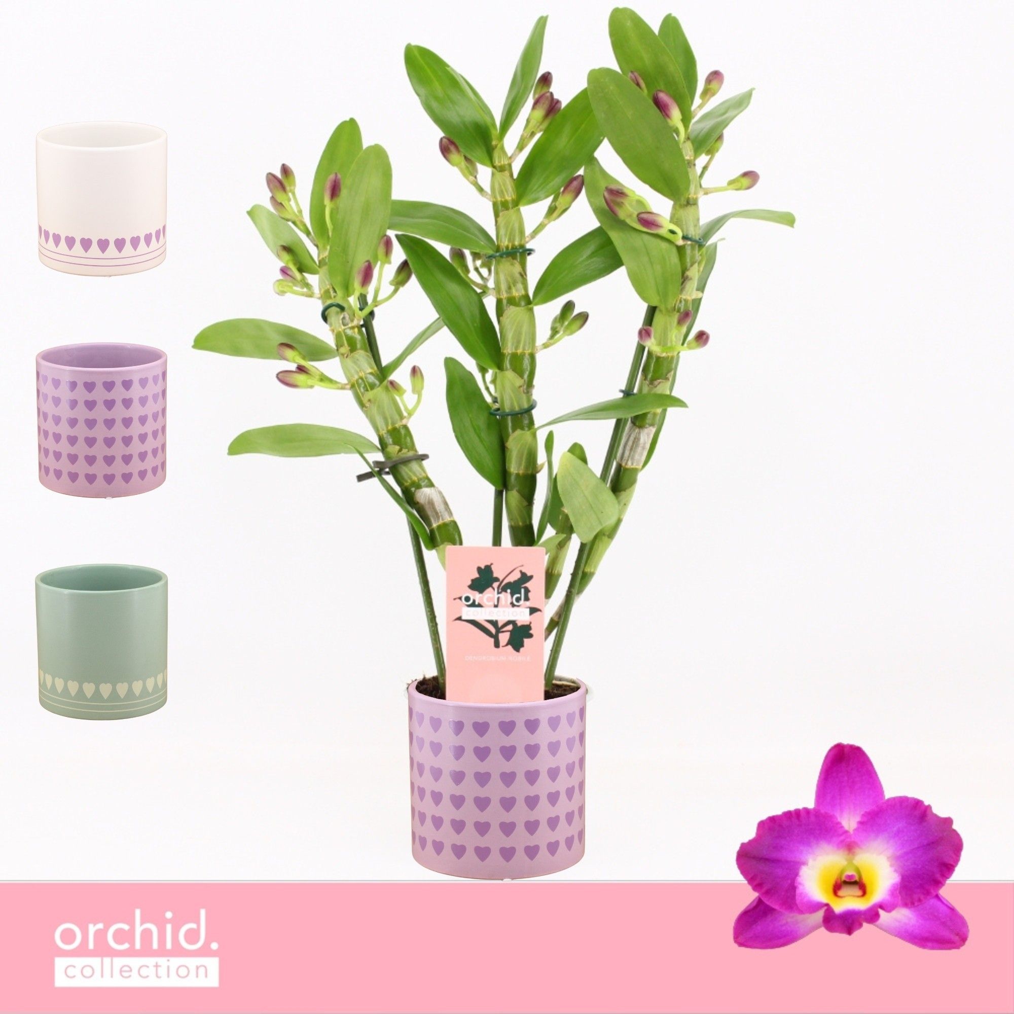 Dendrobium Nobilé, Akatsuki 3-spike Compact in Horizon Love 'Orchid Collection', D 12