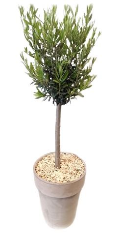 CLP31OC25 Clematisvaas D31 Olea Europaea op Stam, D 31