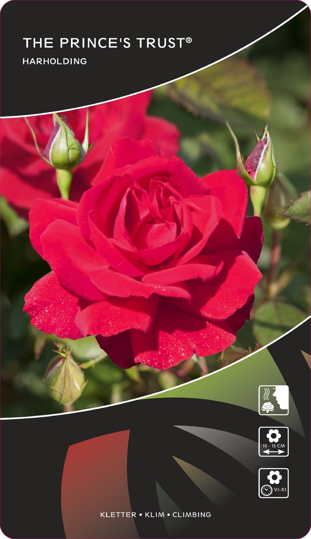 Rosa (K) The Prince's Trust®, D 17